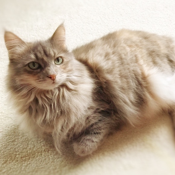 Meet Your Posher, Lisa - Picture 3 of 5